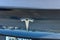 2021 Tesla Model 3 Standard Range Plus Rear-Wheel Drive